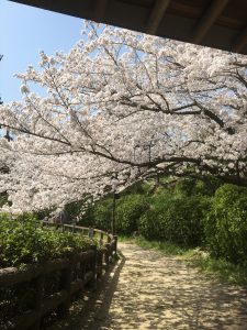 桜