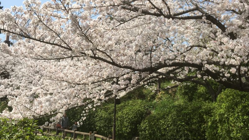 桜