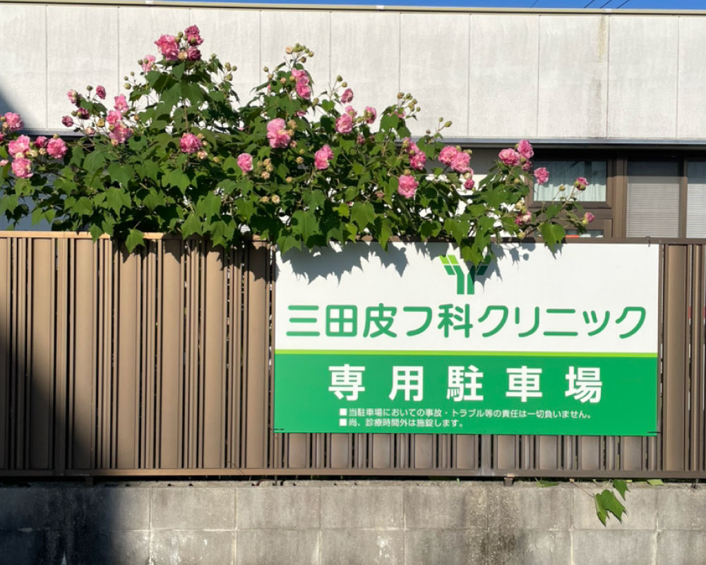 木芙蓉〔モクフヨウ〕